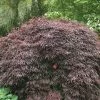 Garden Goods Direct Inaba Shidare Japanese Maple