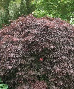 Garden Goods Direct Inaba Shidare Japanese Maple