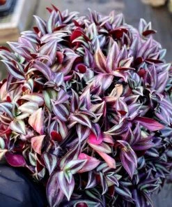 Garden Goods Direct Wandering Jew Plant House Plants 7 Garden Goods Direct Wandering Jew Plant House Plants