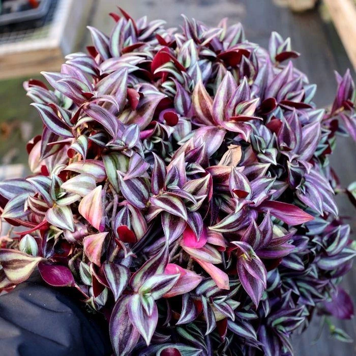 Garden Goods Direct Wandering Jew Plant House Plants 4 Garden Goods Direct Wandering Jew Plant House Plants