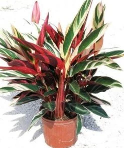 Garden Goods Direct House Plants Stromanthe Triostar 7 Garden Goods Direct House Plants Stromanthe Triostar