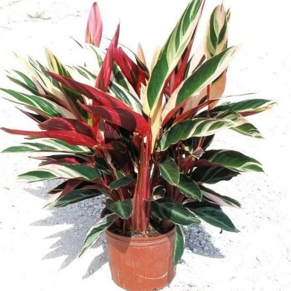 Garden Goods Direct House Plants Stromanthe Triostar 4 Garden Goods Direct House Plants Stromanthe Triostar