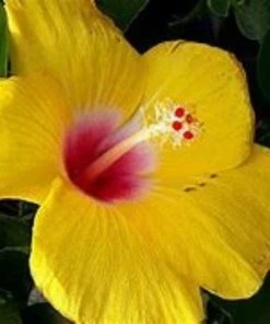 Garden Goods Direct Yellow Hibiscus House Plants