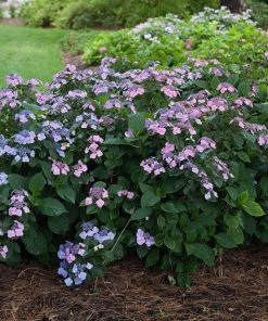 Garden Goods Direct Shrubs Proven Winners® Color Choice® Tiny Tuff Stuff™ Hydrangea