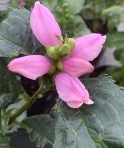 Garden Goods Direct Perennials Chelone Hot Lips Pink Turtlehead