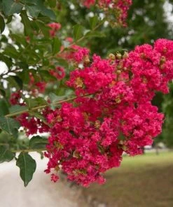 Garden Goods Direct Tuscarora Crape Myrtle