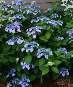 Garden Goods Direct Endless Summer® Twist-n-Shout® Hydrangea