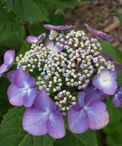 Garden Goods Direct Endless Summer® Twist-n-Shout® Hydrangea