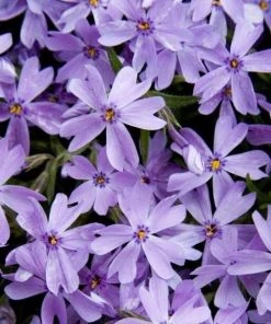 Garden Goods Direct Phlox Emerald Blue