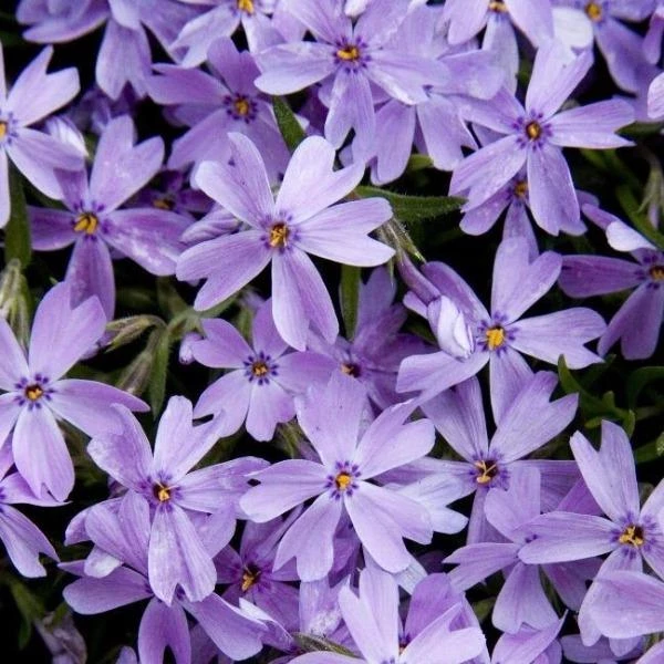 Garden Goods Direct Phlox Emerald Blue 2 Garden Goods Direct Phlox Emerald Blue