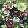 Garden Goods Direct Helleborus Royal Heritage