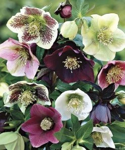 Garden Goods Direct Helleborus Royal Heritage
