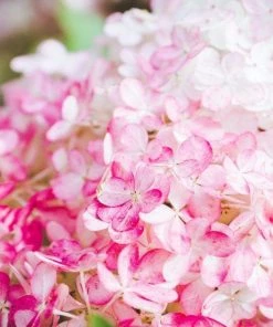 Garden Goods Direct Shrubs First Editions® Vanilla Strawberry™ Hydrangea 6 Garden Goods Direct Shrubs First Editions® Vanilla Strawberry™ Hydrangea