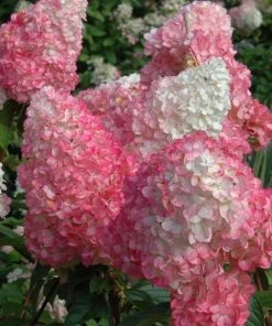 Garden Goods Direct Shrubs First Editions® Vanilla Strawberry™ Hydrangea