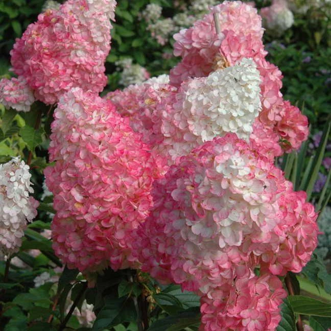 Garden Goods Direct Shrubs First Editions® Vanilla Strawberry™ Hydrangea 1 Garden Goods Direct Shrubs First Editions® Vanilla Strawberry™ Hydrangea