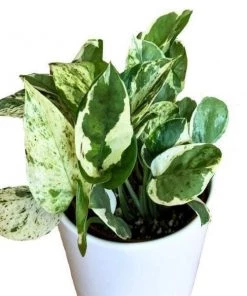 Garden Goods Direct Pearls And Jade Pothos House Plants