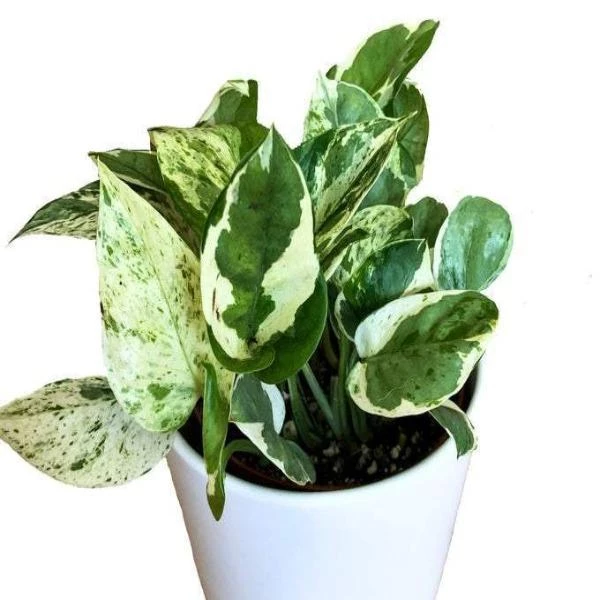 Garden Goods Direct Pearls And Jade Pothos House Plants 2 Garden Goods Direct Pearls And Jade Pothos House Plants
