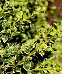 Garden Goods Direct Variegated Boxwood