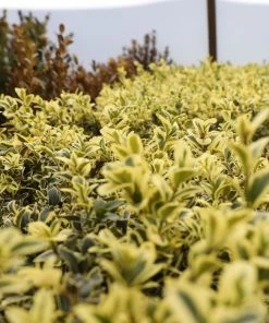 Garden Goods Direct Variegated Boxwood