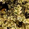 Garden Goods Direct Variegated Boxwood