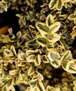 Garden Goods Direct Variegated Boxwood