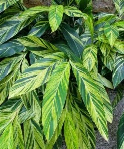 Garden Goods Direct Variegated Shell Ginger Plant
