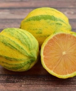 Garden Goods Direct Citrus Eureka Variegated Pink Lemon Tree