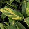 Garden Goods Direct Variegated Shell Ginger Plant