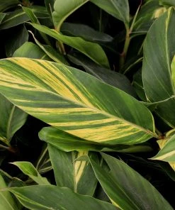 Garden Goods Direct Variegated Shell Ginger Plant