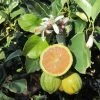Garden Goods Direct Citrus Eureka Variegated Pink Lemon Tree