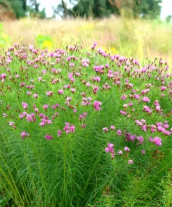 Garden Goods Direct Perennials Vernonia Iron Butterfly 6 Garden Goods Direct Perennials Vernonia Iron Butterfly