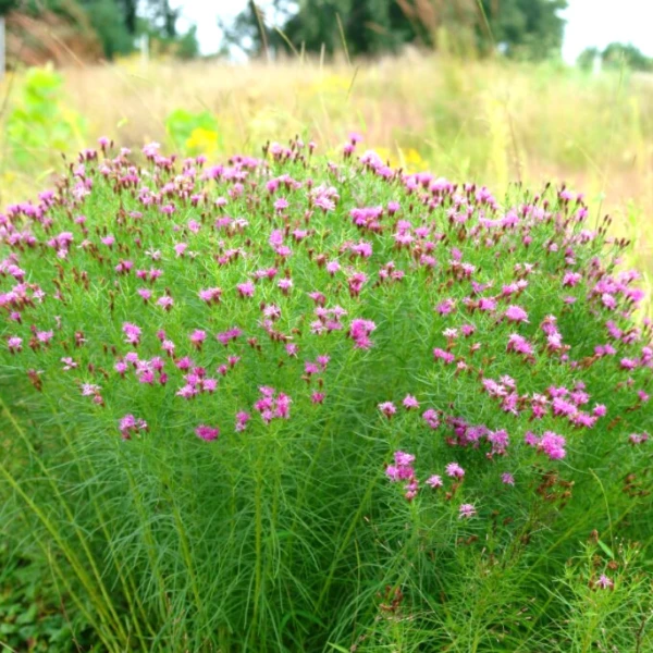 Garden Goods Direct Perennials Vernonia Iron Butterfly 3 Garden Goods Direct Perennials Vernonia Iron Butterfly