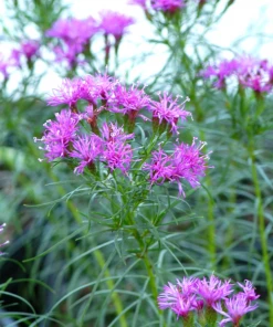 Garden Goods Direct Perennials Vernonia Iron Butterfly
