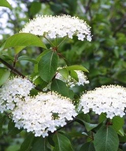 Garden Goods Direct Shrubs Blackhaw Viburnum