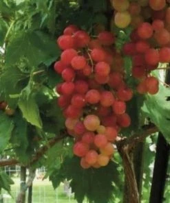 Garden Goods Direct Victoria Red Grape Vine Fruit & Nut