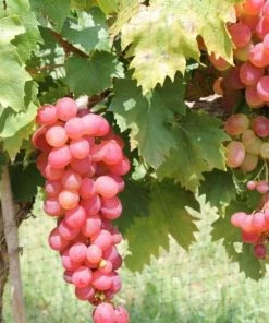 Garden Goods Direct Victoria Red Grape Vine Fruit & Nut