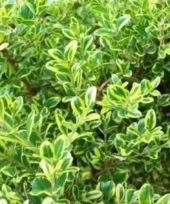 Garden Goods Direct Golden Dream Boxwood