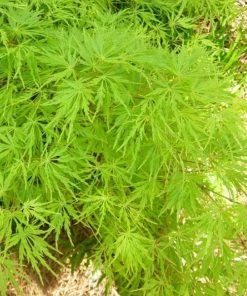 Garden Goods Direct Viridis Japanese Maple