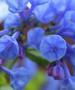 Garden Goods Direct Virginia Bluebells Perennials