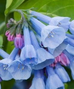 Garden Goods Direct Virginia Bluebells Perennials