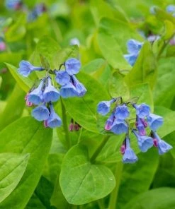Garden Goods Direct Virginia Bluebells Perennials