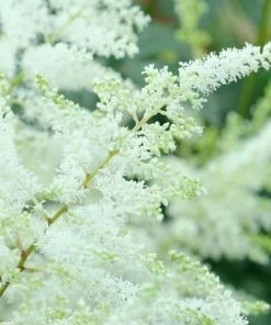Garden Goods Direct Perennials Astilbe Visions In White