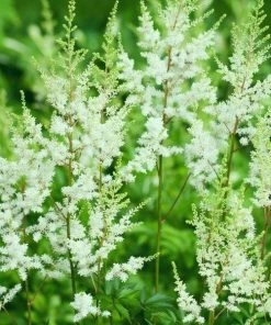Garden Goods Direct Perennials Astilbe Visions In White