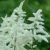 Garden Goods Direct Perennials Astilbe Visions In White
