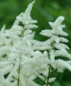 Garden Goods Direct Perennials Astilbe Visions In White