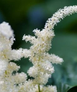 Garden Goods Direct Perennials Astilbe Visions In White
