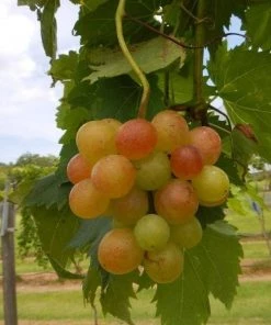 Garden Goods Direct Victoria Red Grape Vine Fruit & Nut