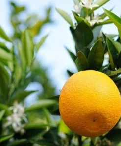 Garden Goods Direct Washington Navel Orange Tree