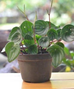 Garden Goods Direct House Plants Watermelon Peperomia