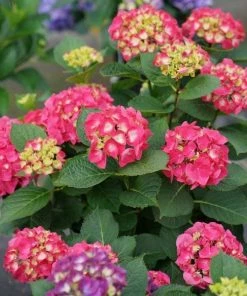 Garden Goods Direct Proven Winners® Color Choice® Wee Bit Giddy® Hydrangea Shrubs